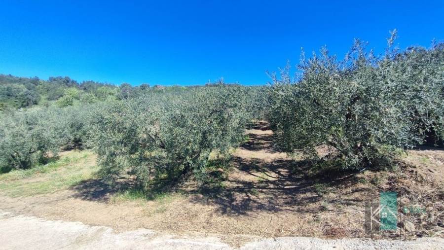 (For Sale) Land Agricultural Land  || Fthiotida/Gorgopotamos - 4.200 Sq.m, 14.000€ 